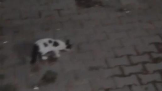 Amasya’da eliyle beslediği tilki bu kez yavrusuyla geldi