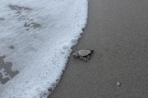Belekte 100 bin caretta yavrusu denize ulaştı