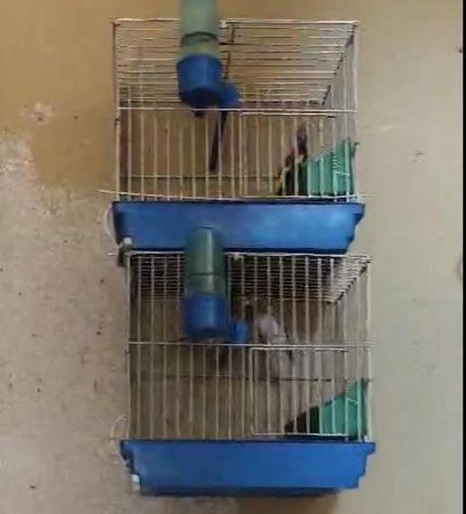 Adanada evinde 21 saka kuşu besleyene 151 bin lira ceza