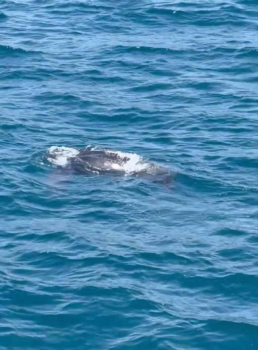 Okyanuslarda yaşayan deri sırtlı deniz kaplumbağası İstanbul Boğazında