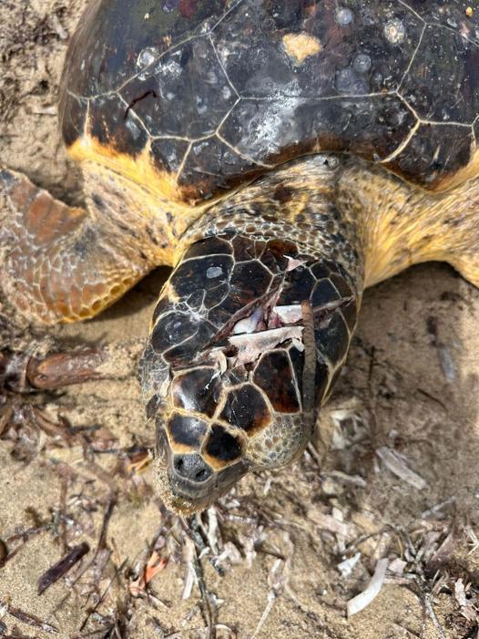 Yaralı caretta caretta tedaviye alındı
