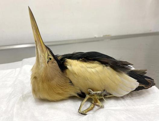 255 kuşun tedavisini yapıp, doğaya geri döndürdü