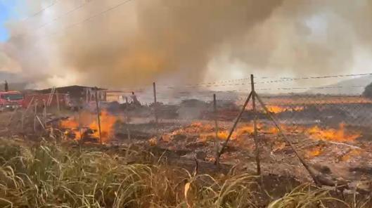 İzmirde çıkan orman yangını kontrol altında
