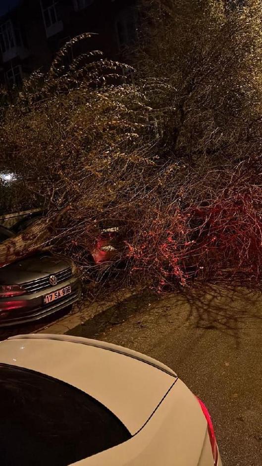Ankarada kuvvetli rüzgarda devrilen ağaç, otomobilin üzerine düştü