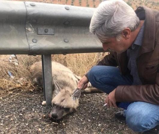 Şanlıurfada nesli tükenme tehlikesi altındaki çizgili sırtlan öldü