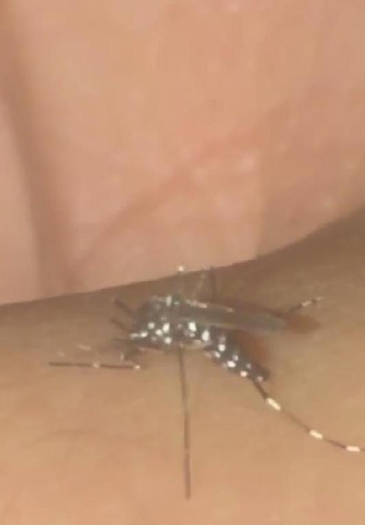 Küresel ısınmayla vektörel hastalıklar tehlikesi