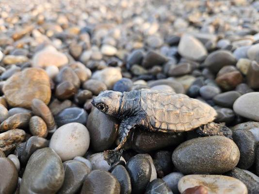 Uzay Kongresinin maskotu caretta caretta