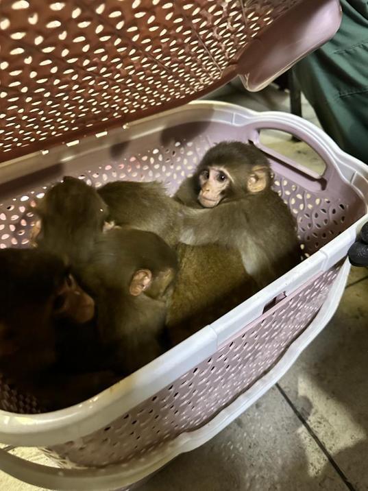 Gürbulakta kaçak yollarla ülkeye sokulmak istenen 11 yavru maymuna el konuldu
