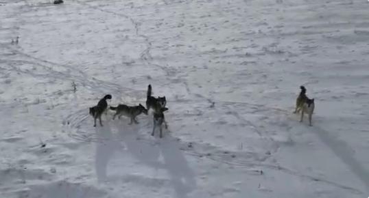 Doğada gezinen kurt sürüsü dron ile görüntülendi