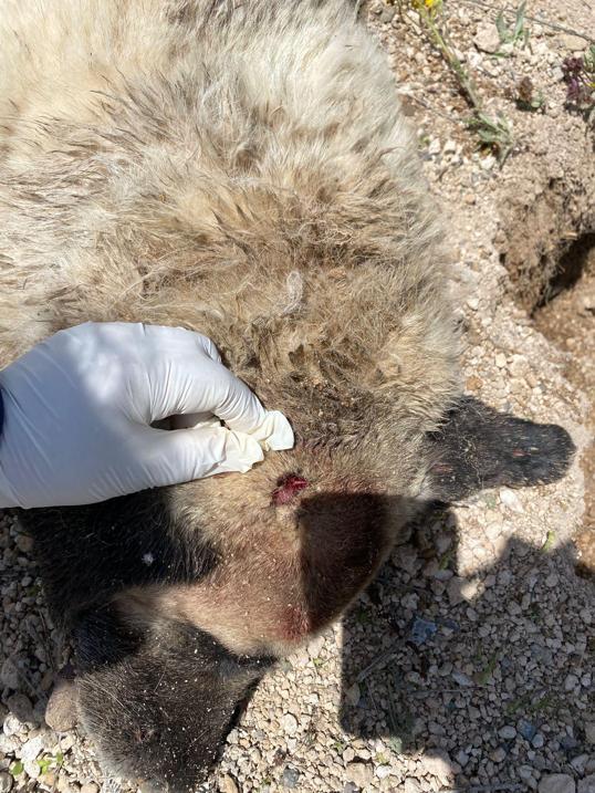 Nevşehirde sokak köpeği tüfekle öldürüldü; soruşturma başlatıldı