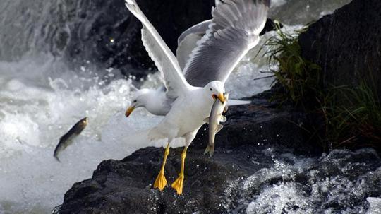 Martılar, avlanması yasak göç yolundaki inci kefallerini yakalıyor