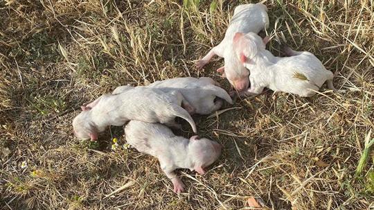 Üniversite öğrencileri çöp konteynerinde 6 yavru köpek buldu