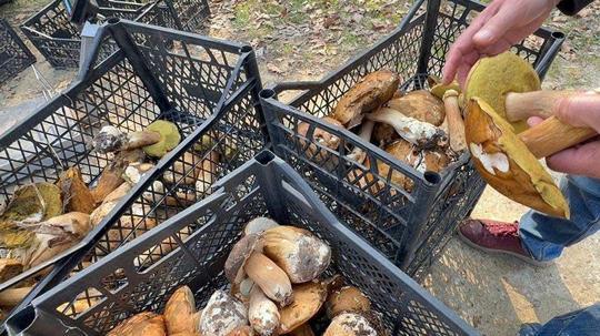 Kuraklık nedeniyle Istranca Ormanları’nda mantar popülasyonu azaldı, kilosu 500 TL’ye çıktı