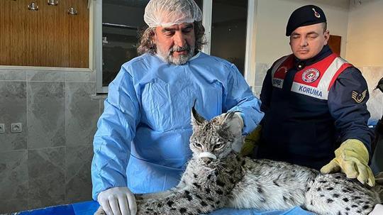 Van'da bulunan vaşak tedaviye alındı
