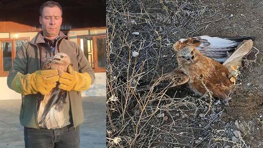 Yaralı halde bulunan kızıl şahin, tedaviye alındı