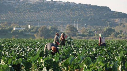 Mevsim normalleri üzerindeki sıcaklık kış sebzelerini erken olgunlaştırdı