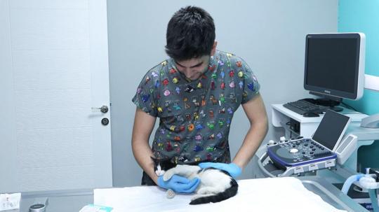 Evcil hayvanlara çip taktırmak için son gün 31 Aralık