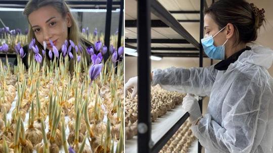 Mesleğinden vazgeçip, safran üretimine başladı; gramı 700 TL