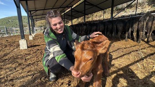 Bakanlık projesiyle hayvancılığa başlayan Ayşegül: Şimdiden 7 buzağım oldu bile