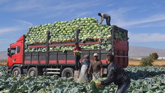 Türkiye'nin beyaz lahana üretiminin yüzde 20'si Niğde'den
