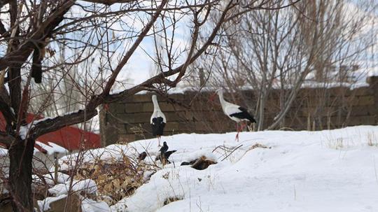 Yüksekova’da 23 yıldır göç etmeyen leyleklere yenileri eklendi