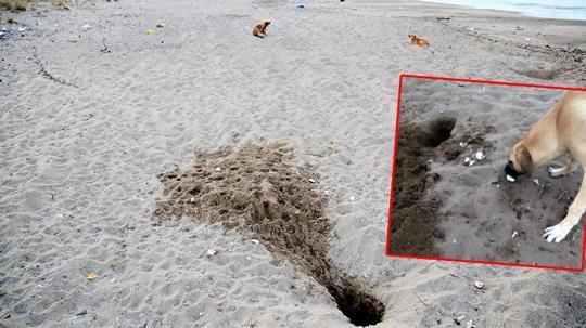 Her 10 caretta yuvasından 1'i tahrip oldu; en büyük sebep tatilcilerin bıraktığı köpekler