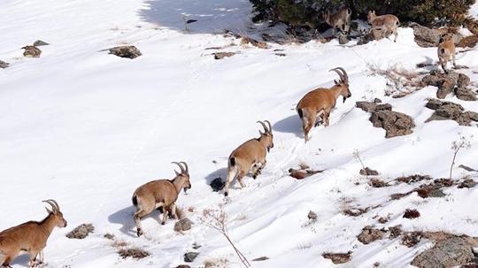 Munzur Dağları’nda sürü halindeki dağ keçileri dronla görüntülendi