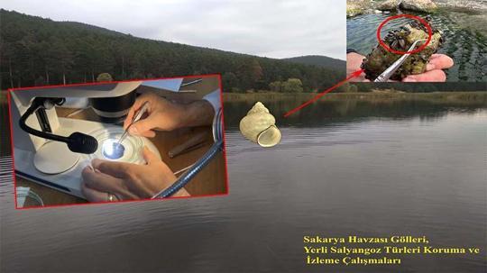 Marmara Bölgesi'nde erken kirliliğin göstergesi olan canlılar araştırılıyor