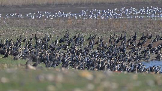 Diyarbakır'daki Kabaklı Göleti'nde binlerce kuş, bir arada beslenirken görüntülendi