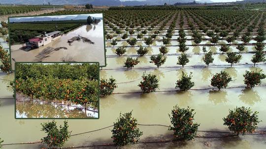 'Tarım arazileri su altında kalan Adana'da hasatlar 45 gün gecikecek'