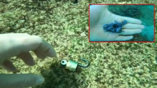 Denizden 'büyü malzemesi' çıkarıyor