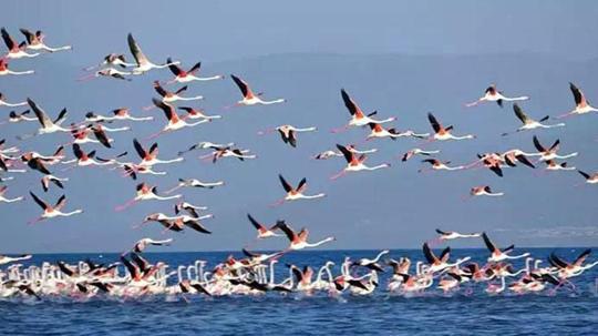 Flamingoların konaklandığı Van Gölü'nde geri çekilme ile birlikte adacıklar oluştu