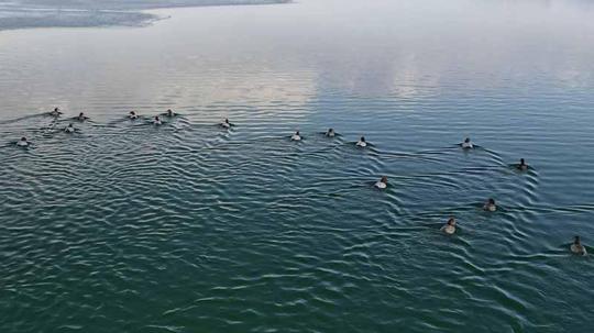 Nazik Gölü'nün buz tabakası çözüldü; yabani ördekler suya döndü