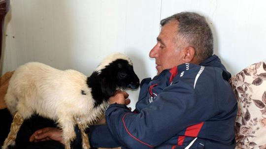 Annesi ölen 20 günlük kuzuyu evinde biberonla besliyor