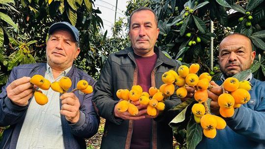 Mersin'de hasadına başlanan turfanda yenidünya kilosu bin 500 TL'ye ihraç ediliyor