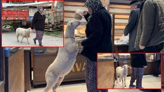 Kuzu 'Çorap', yanından ayrılmadığı sahibi ile pide sırasına giriyor