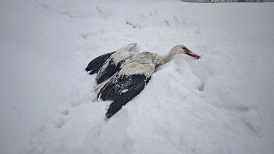 Yuvasından düşüp, kanatları donan leyleği kurtardı