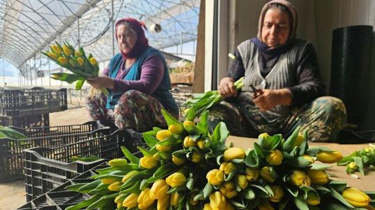 Kadınlar Günü'ne özel suda lale üretimi