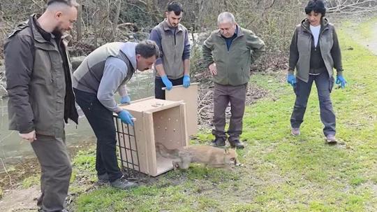 10 yaban ördeği ve tilki, tedavileri sonrası doğaya bırakıldı