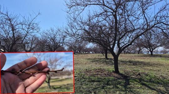 Zirai dondan etkilenen kayısıda bu yıl yüksek verim bekleniyor