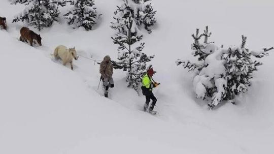 Karda mahsur kalan hayvanları köyün gençleri kurtardı