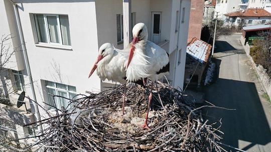 Leyleklerin 40 yıllık yuvası yıkıldı, onlar gelmeden yenisini yerleştirdi