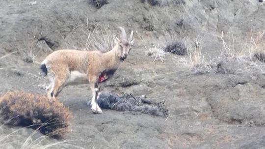 Yaralı dağ keçisini görüntüleyen aile hekimi: Tetiğe değil, deklanşöre basalım