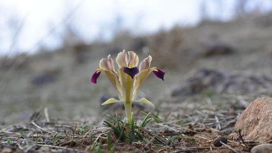 Kayseri'de nevruz çiçekleri açtı