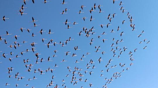 Flamingolar Tuz Gölü'ne gelmeye başladı