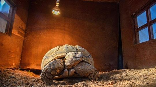 Doğal Yaşam Parkı'nın en yaşlı üyesine 'arkadaş' aranıyor