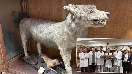 Doldurulmuş hayvan koleksiyonu, müzede korunuyor