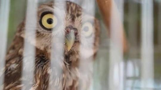 58 bin 22 yaralı yaban hayvanı tedavi edilerek doğaya salındı