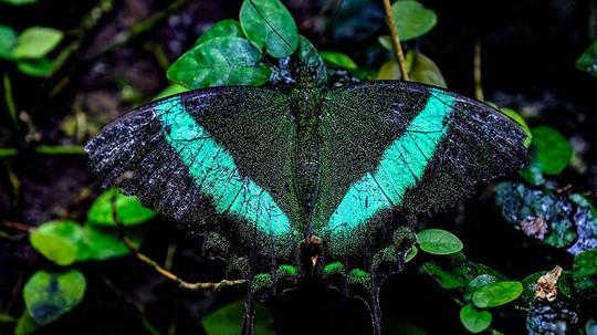 Konya Tropikal Kelebek Bahçesi, 10 bin kelebekle ziyaretçilerini ağırlıyor