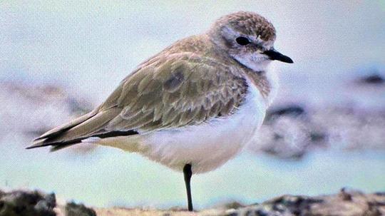 Antalya'da renkli bahar göçü; 3 günde 103 tür